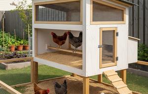 Ide Kandang Ayam Modern dengan Sekam Anti Bau (AI)