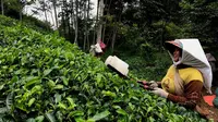 Para perempuan pemetik di Perkebunan teh Kabawetan Kepahiang Bengkulu ini memulai aktifitas dengan senyum kegembiraan (Liputan6.com/Yuliardi Hardjo)