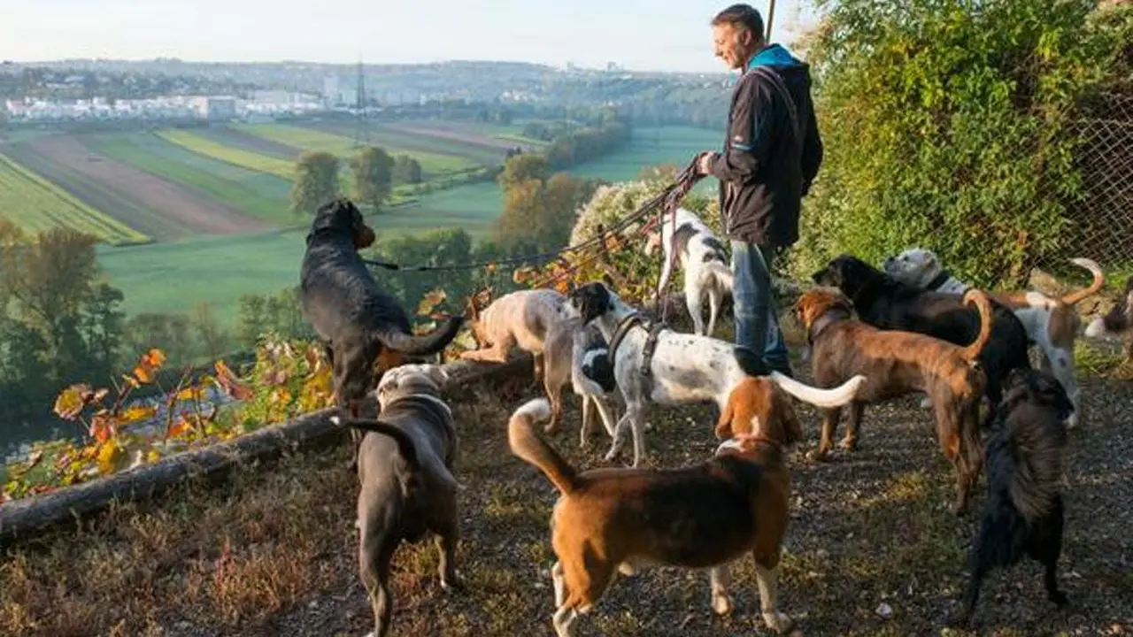 8 Cara Seekor Anjing Ubah Hidup Anda