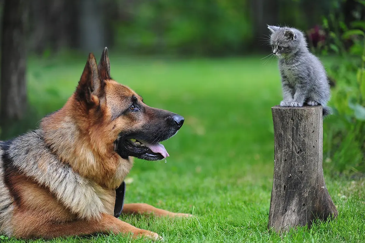 7 Bukti Kalau Kucing Lebih Baik daripada Anjing