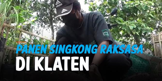 VIDEO: Singkong Raksasa Panen di Klaten, Beratnya Sampai 9 Kg
