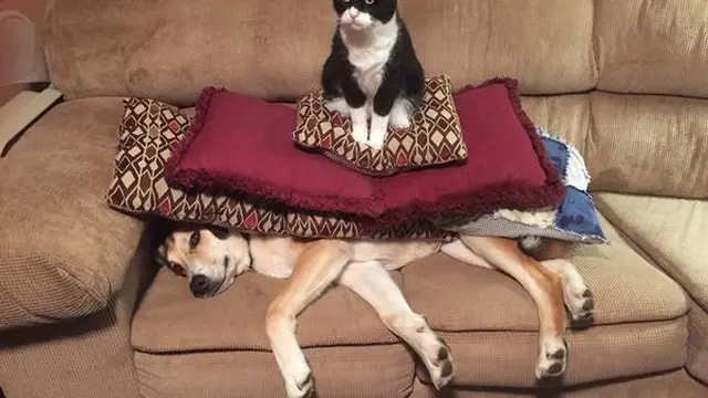 Meme Kucing Menguasai Dunia
