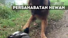Video yang diabadikan sang pemilik anjing ini menjadi viral dan telah ditonton ribuan kali.
