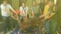 Kulit harimau Sumatera yang didagangkan diduga masih baru karena tercium bau busuk. (Liputan6.com/M Syukur)