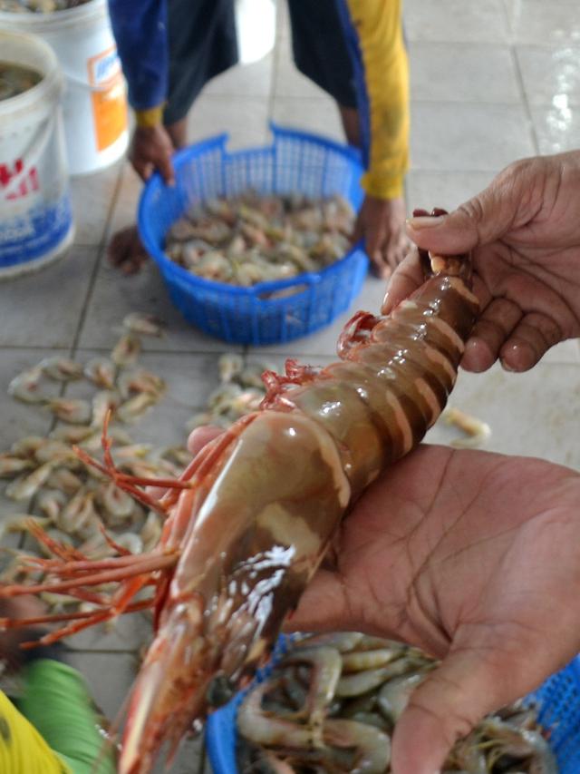 Udang Tiger hasil tangkapan Nelayan Cilacap. (Foto: Liputan6.com/Muhamad Ridlo)