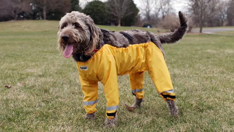 Penemuan ini Jadi Penanda Berakhirnya Meme 'Celana Anjing'