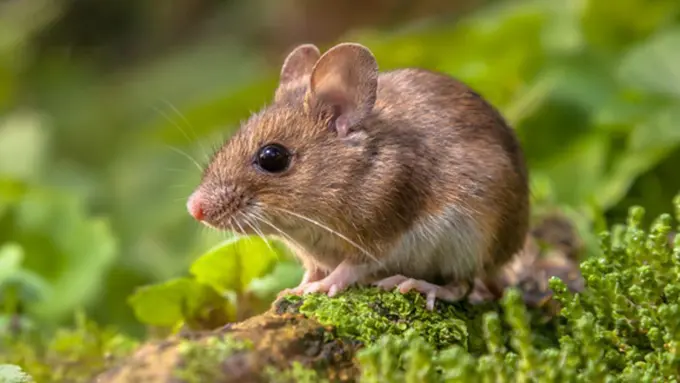 Photo: Copyright Thinkstockphotos.com