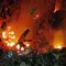 Kebakaran Hutan Jati di Situbondo, 4 Hektare Lahan Hangus