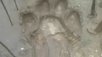 Jejak harimau sumatra yang ditemukan petugas BBKSDA Riau di Kabupaten Kampar. (Liputan6.com/M Syukur)