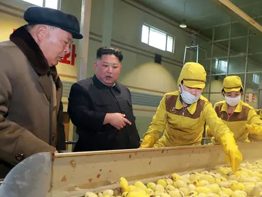 Pemimpin Korea Utara Kim Jong-un melihat produksi kentang  di pabrik Samjiyon Potato Farina di Samjiyon, Kamis (4/4). Tahun lalu Kim Jong-un mengunjungi pabrik kentang saat kunjungan 19 harinya ke Samjiyon County di Provinsi Ryanggang yang berbatasan dengan China. (AFP Photo/KCNA VIA KNS)