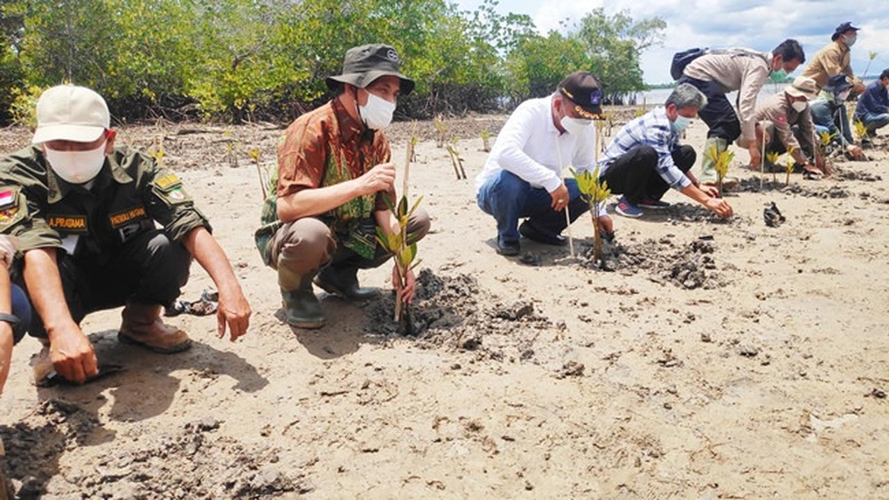 Penanaman bibit mangrove oleh Badan Restorasi Gambut dan Mangrove di Kota Dumai.