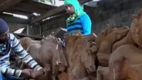 Seorang pengrajin memanfaatkan limbah akar kayu menjadi barang seni yang disukai di pasar luar negeri.