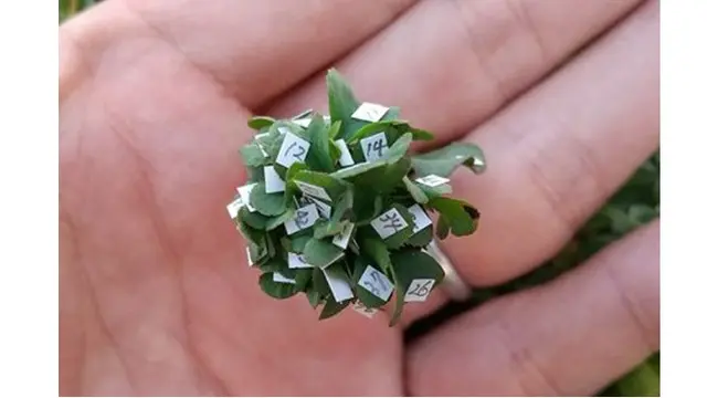 Pria Ini Tanam Semanggi Berdaun 63 di Kebun Rumahnya, Pecahkan Rekor Dunia