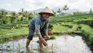 Hari Tani Nasional (Hari Agraria): Potret Petani & Tantangan Pertanian Indonesia
