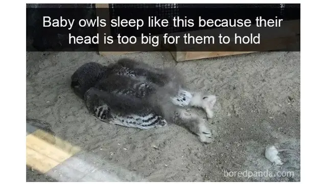 Kelakuan aneh burung (Sumber: Boredpanda)