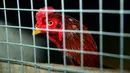 Seekor ayam berada di kandang saat akan mengikuti sabung ayam di Kota Najaf, Irak, Sabtu (26/1). Ayam yang dipertandingkan mendapat perawatan khusus seperti diberi makan daging, telur, dan kulit sayur. (Haidar HAMDANI/AFP)