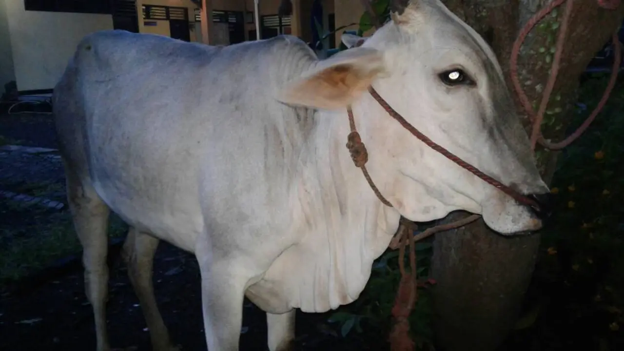 Ditinggal 4 Rekannya, Maling Sapi Tewas Diamuk Massa