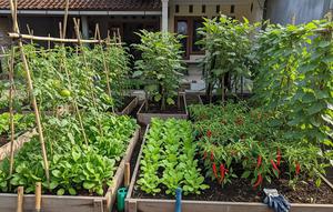 Model Kebun Sayur Mini Depan Rumah. Foto: Gemini