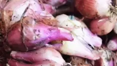 liputan6