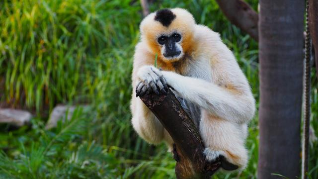 Gibbon