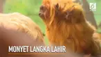 Seekor bayi Tamarin atau monyet kecil langka lahir saat di kebun binatang Yerusalem.