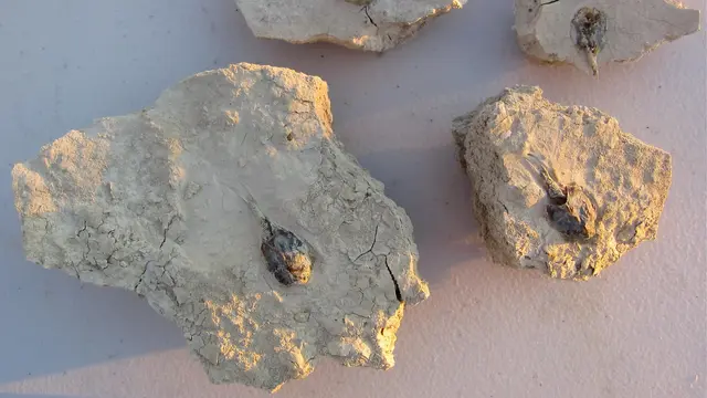 Triops dapat tertidur di bawah tanah selama bertahun-tahun sebelum dibangunkan oleh air tawar.