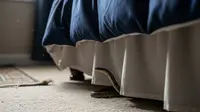 Kenali Tanda Ada Ular Sembunyi di Bawah Tempat Tidurmu, Cegah Potensi Bahaya