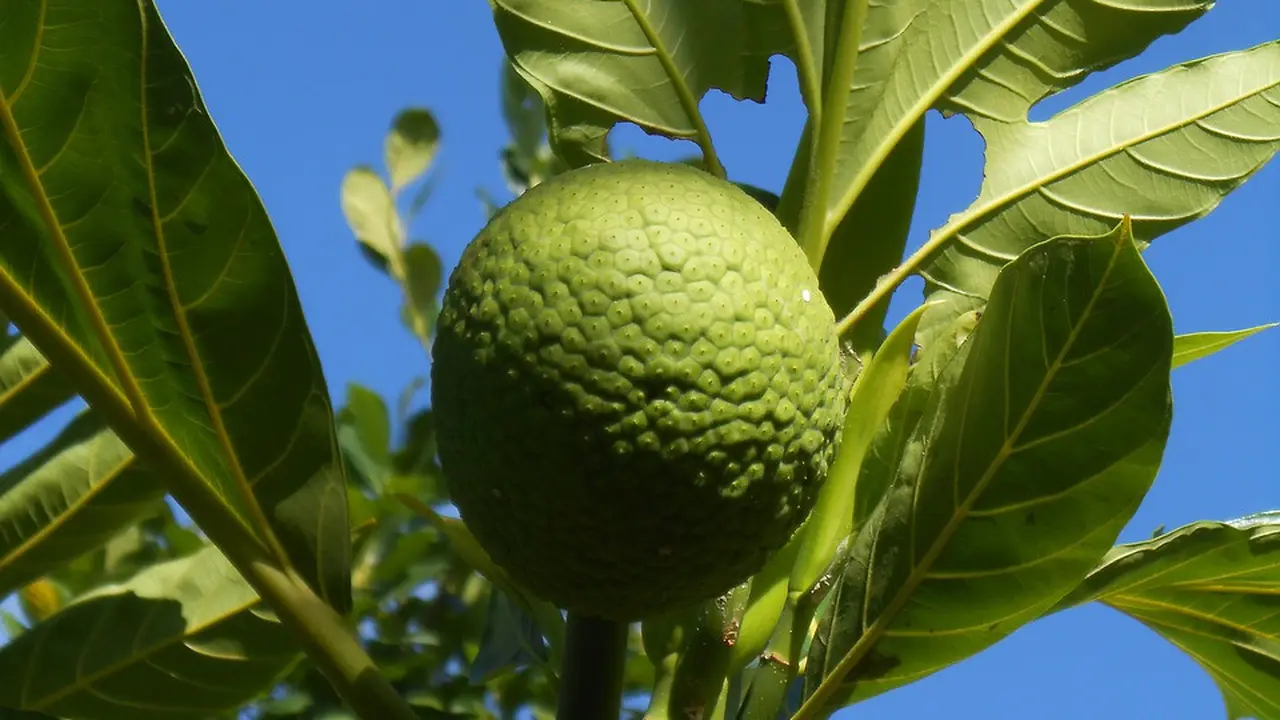 Sukun (Image by Stephan Urlaub from Pixabay)
