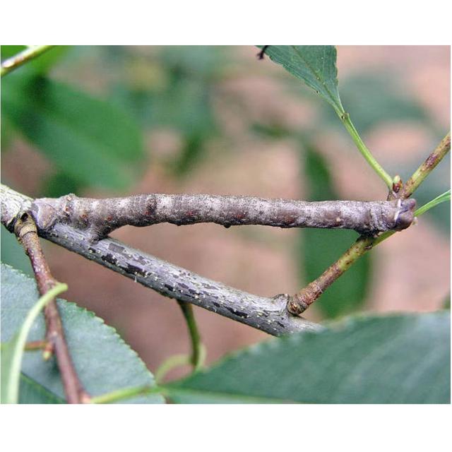 Mirip Ranting Tak Bernyawa, Ulat Ini Bisa Menyamar dan Ganti Warna Seketika