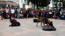 Satuan Polisi Satwa K9 bersama anjing pelacak khusus melakukan simulasi pendeteksian bahan peledak di area Car Free Day,Bundaran HI, Jakarta, Minggu, (16/2/2020). Simulasi untuk mengedukasi tentang cara kerja anjing pelacak saat menemukan bahan peledak yang disembunyikan. (Liputan6.com/Johan Tallo)