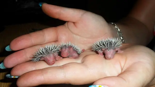 Gemas! 10 Potret Bayi Hewan yang Mungkin Belum Pernah Anda Lihat