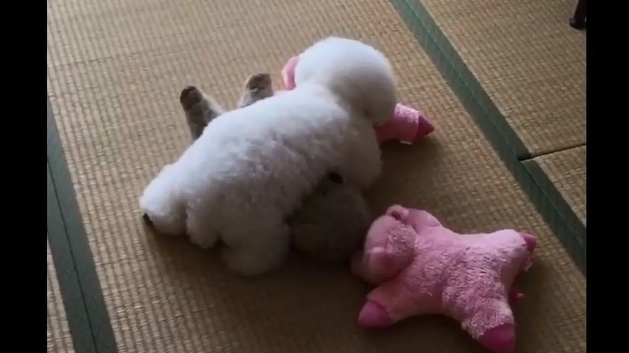 [Bintang] Anjing 
