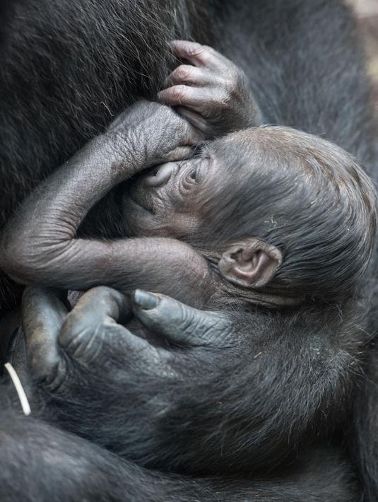 Seekor bayi gorilla tak bernama yang baru berusia 6 hari digendong induknya di Kebun Binatang Frankfurt, Jerman Barat (21/09/2016). (AFP PHOTO/Boris Roessler)
