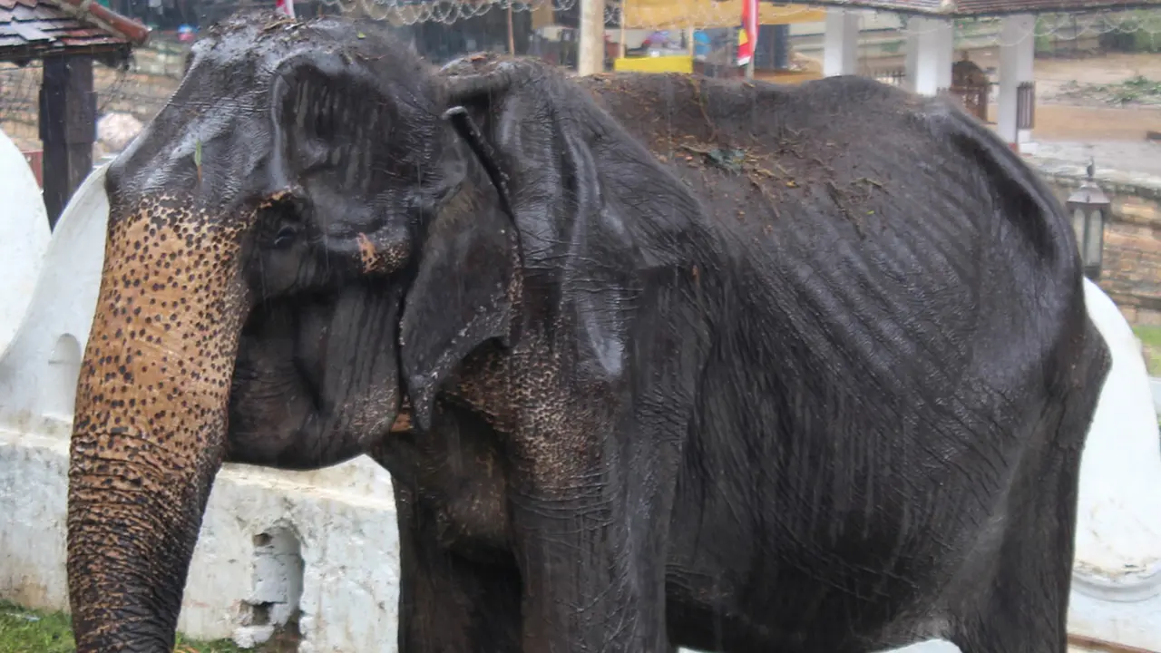 Viral di Medsos, Begini Kondisi Menyedihkan Gajah Kurus Tikiri