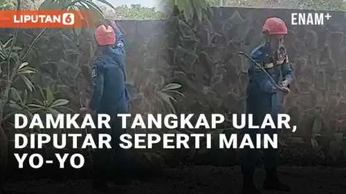 VIDEO: Cara Unik Damkar Tangkap Ular di Sleman, Diputar Seperti Main Yo-Yo