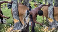 Viral sapi nyangkut di sela pohon besar, warga selamatkan dengan menebang pohon. (Sumber: TikTok/faizzfjr4)