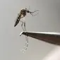 Nyamuk Aedes Aegypti nyamuk terlihat di laboratorium dari Pelatihan dan Penelitian Medis Training Center International (CIDEIM) di Cali, Kolombia (2/2/2016). Nyamuk ini membawa virus Zika yang mengancam kesehatan janin. (REUTERS/Jaime Saldarriaga)