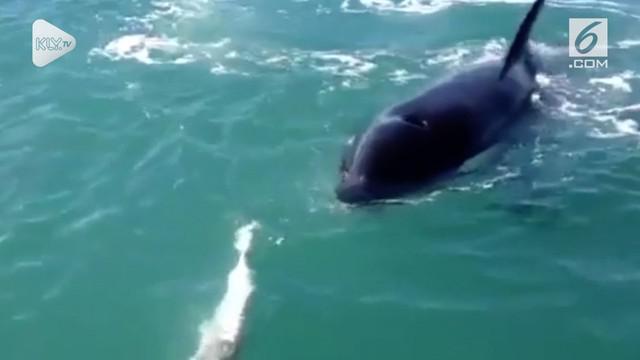 Nelayan ini hanya mencoba menangkap ikan halibut, tetapi terkejut ketika dia menangkap ikan yang jauh lebih besar. Ikan paus pembunuh tepatnya. Sepertinya paus dan nelayan ingin makan halibut, tetapi paus pembunuh tiba di sana lebih dulu.