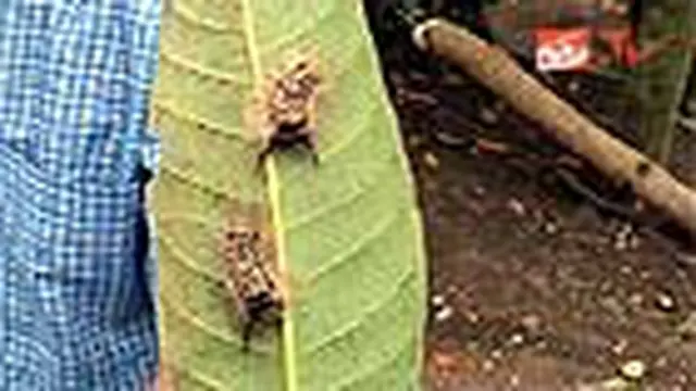 Ulat Bulu Juga Serang Kabupaten Kendal