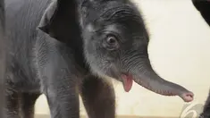 Inilah seekor bayi gajah bernama Jokowi, Bogor, Kamis, (25/12/2014). (Liputan6.com/Herman Zakharia)