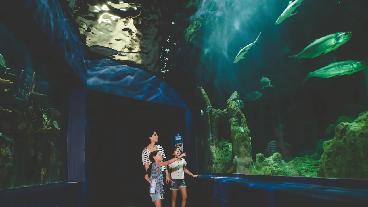 Aquarium Date sebagai Pilihan Destinasi Penuh Edukasi Saat Liburan untuk Anak