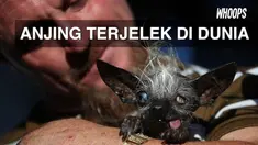 Walau disebut sebagai anjing terjelek, Sweepee tetap mendapat kasih sayang yang baik dari sang pemilik. 