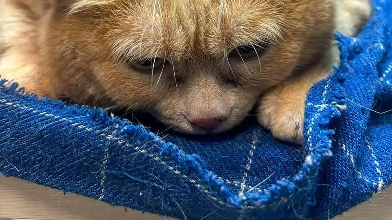 Kroshik Si Kucing Tergemuk di Dunia Mati Usai Jalani Program Penurunan Berat Badan