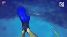 Seorang penyelam apes saat mencari ikan di laut. Ia diserang hiu ganas hingga harus kabur ke permukaan laut.