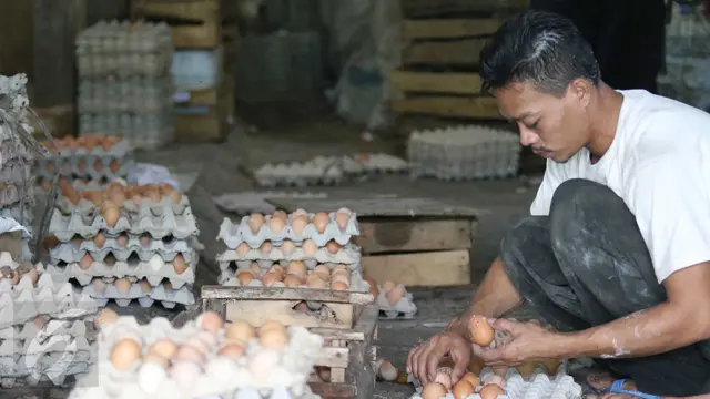 Harga-Telur-Ayam