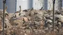 Gambar yang diambil pada 11 November 2019, bangkai babi yang menumpuk di sisi lokasi penguburan dekat perbatasan Korea Selatan-Korea Utara. Pihak berwenang Korsel telah memusnahkan 47.000 babi untuk menghentikan penyebaran demam babi Afrika (ASF). (Yeoncheon Imjin River Civic Network/AFP)