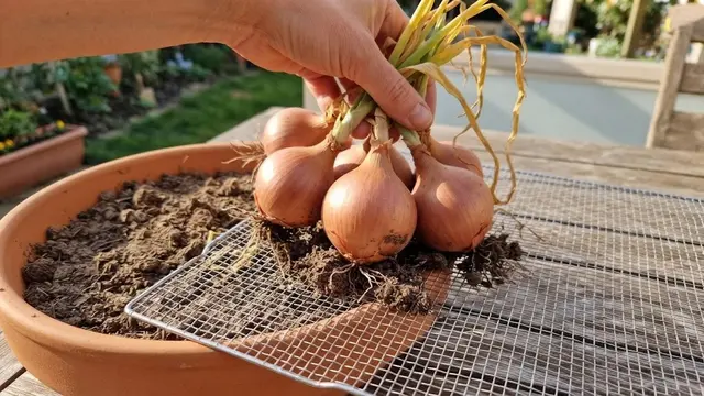 Cara Menanam Bawang Merah Tanpa Lahan Kebun