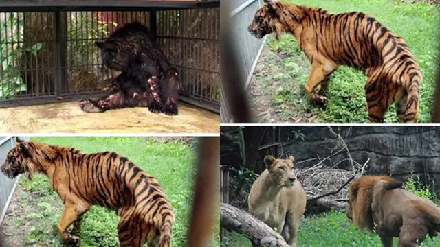 Foto: copyright oddee.com