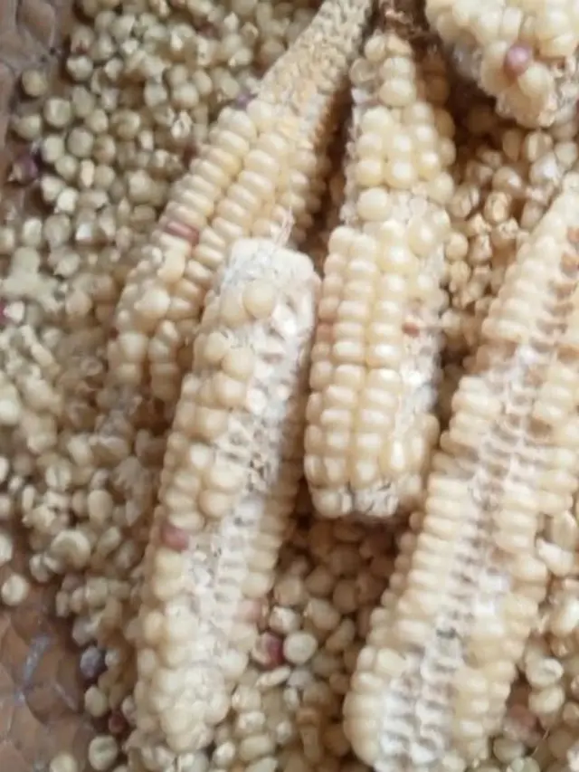 Cara Membuat Jagung Tumbuk Tradisional (Silvia Subitmele/Liputan6)