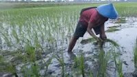 Petani menanam padi biosalin hasil riset Badan Riset Inovasi Nasional yang bisa ditanam di perairan payau. Foto: liputan6.com/felek wahyu&nbsp;